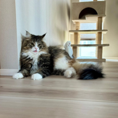 Clear stream cattery