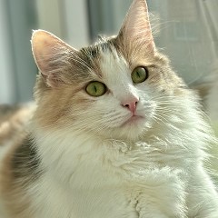 Clear stream cattery