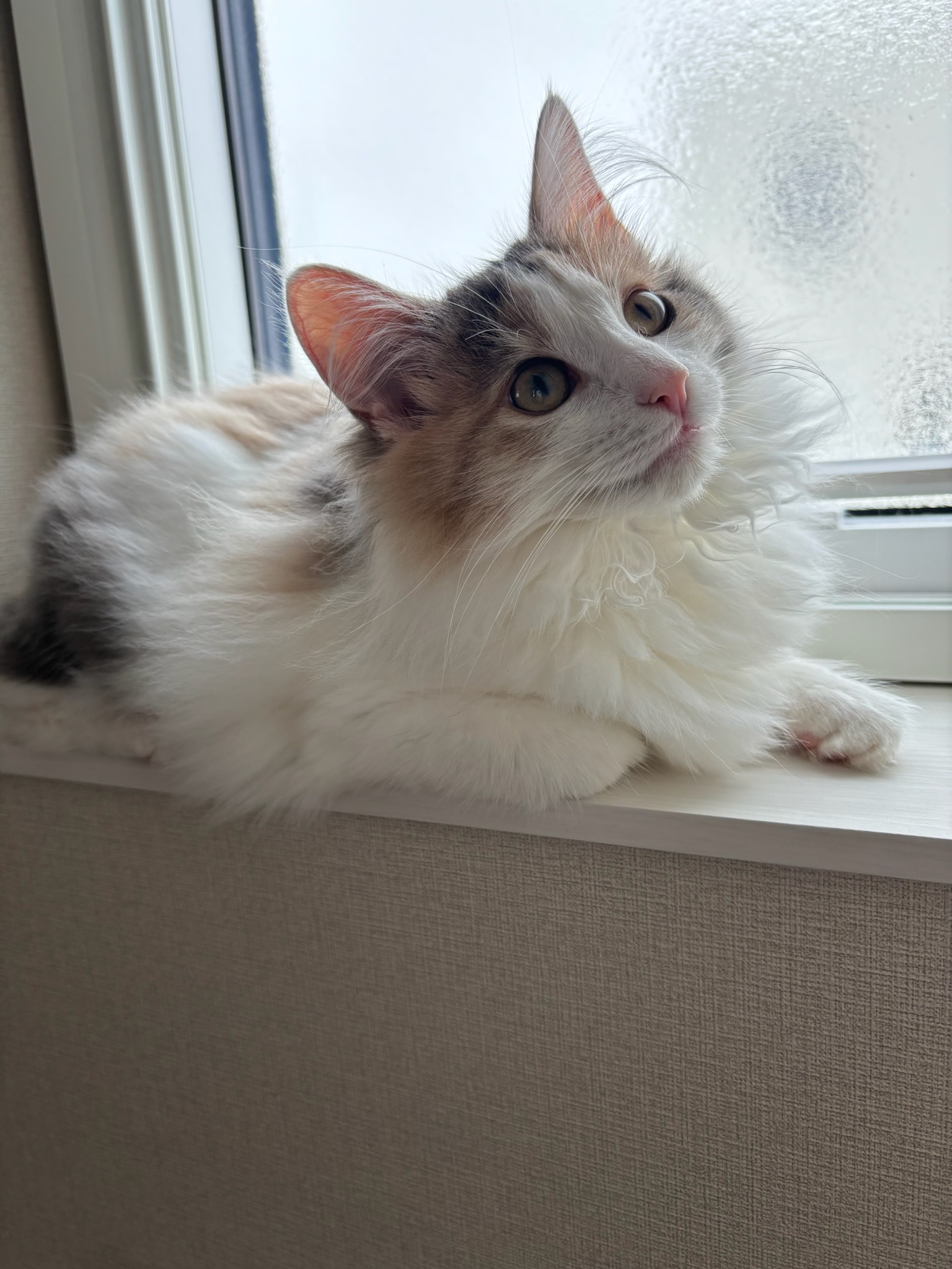 ノルウェージャンフォレストキャット 親猫 くつろぐ様子