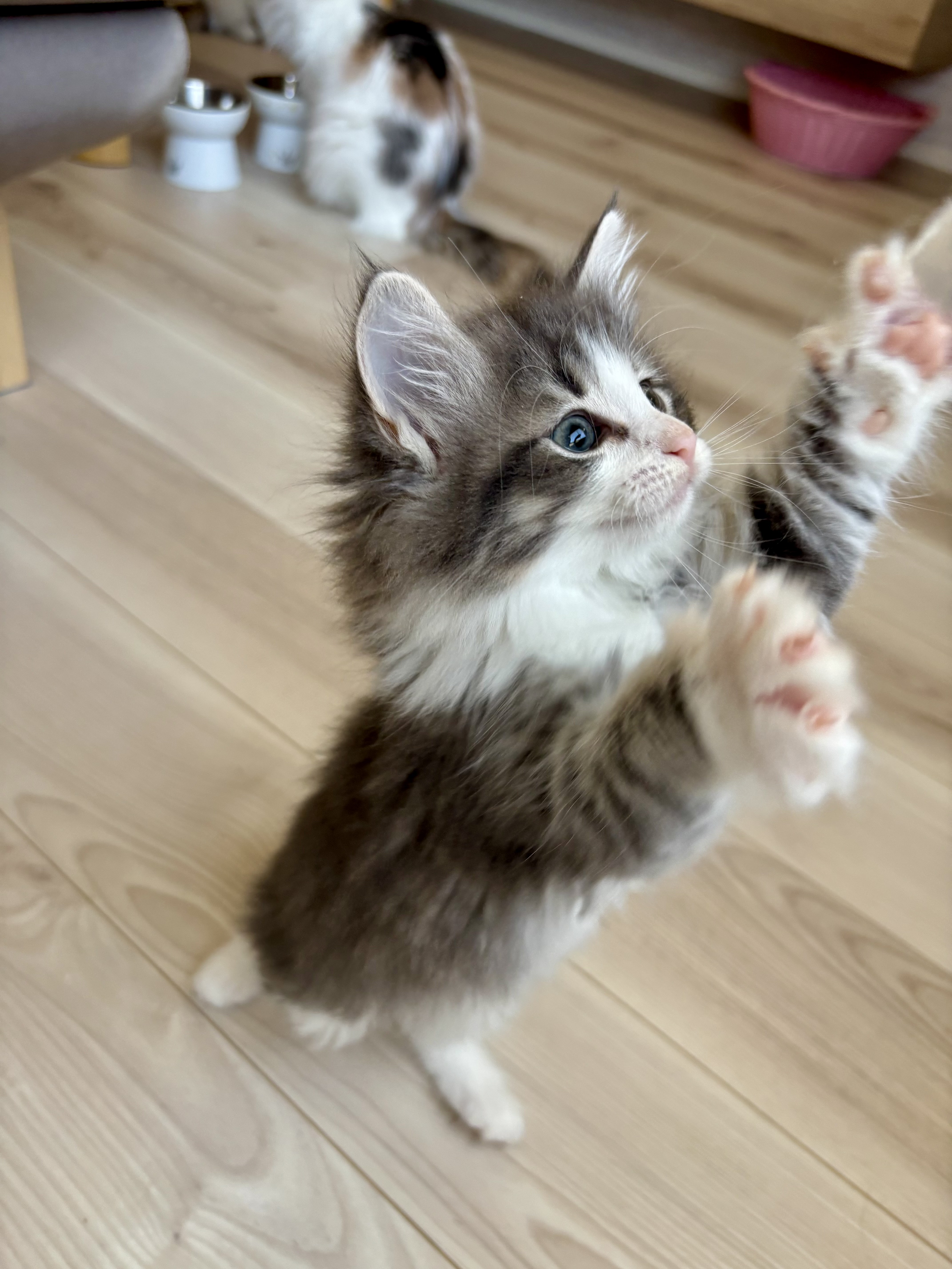 ノルウェージャンフォレストキャット 遊ぶ様子