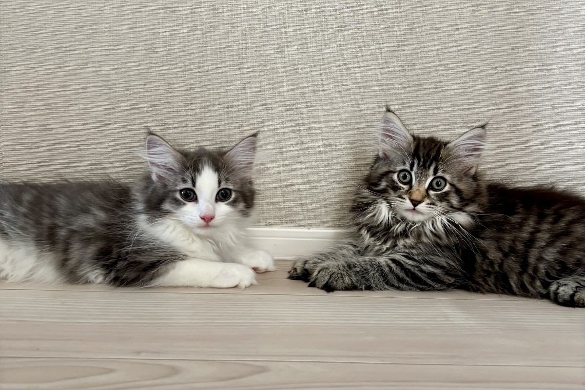 ノルウェージャンフォレストキャット 子猫 可愛い仕草