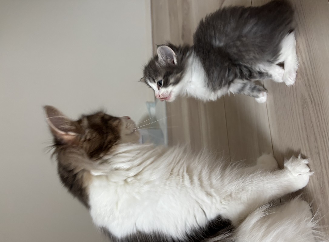 ノルウェーイジャンフォレストキャット 猫 親子