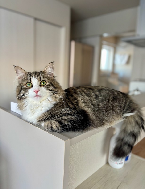 ノルウェージャンフォレストキャット 親猫 くつろぐ様子