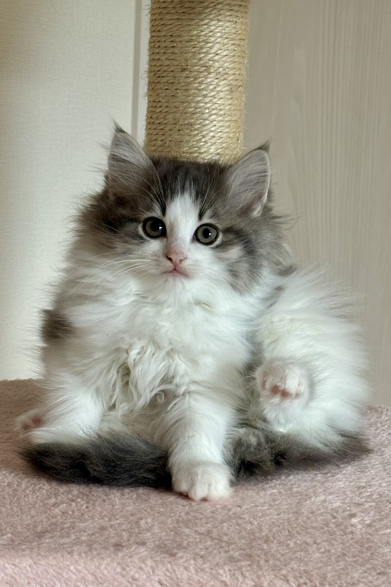 ノルウェージャンフォレストキャット 仔猫 かわいい