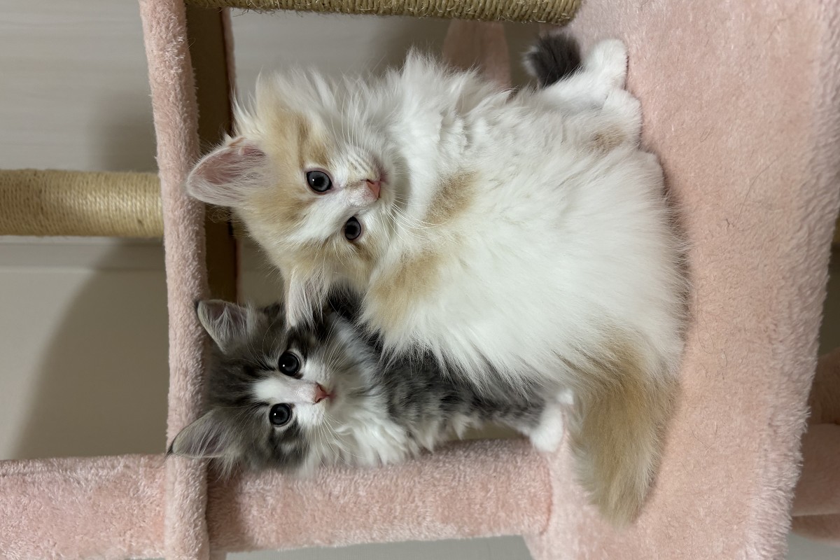 ノルウェージャンフォレストキャット 子猫 可愛い仕草