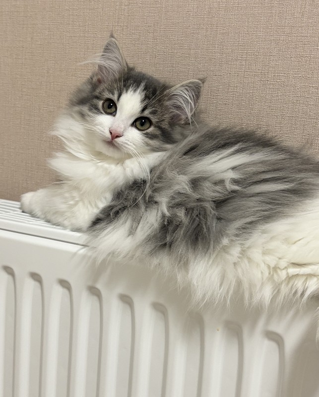 ノルウェージャンフォレストキャット 子猫 旭川