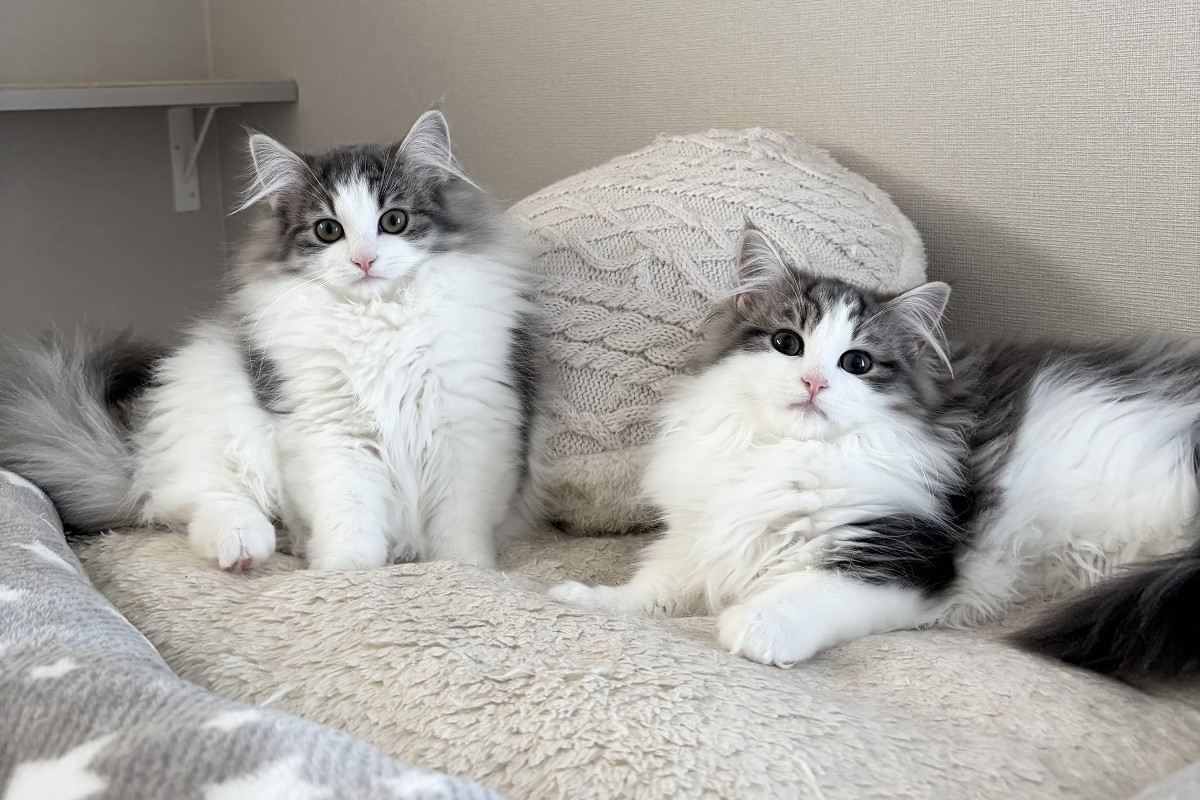 ノルウェージャンフォレストキャット 猫 くつろぐ様子