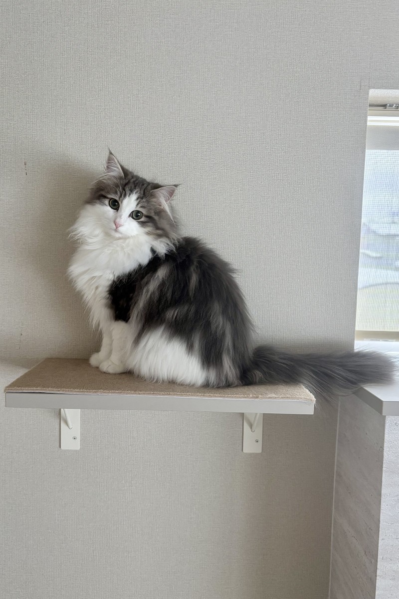 ノルウェージャンフォレストキャット 仔猫 おすまし