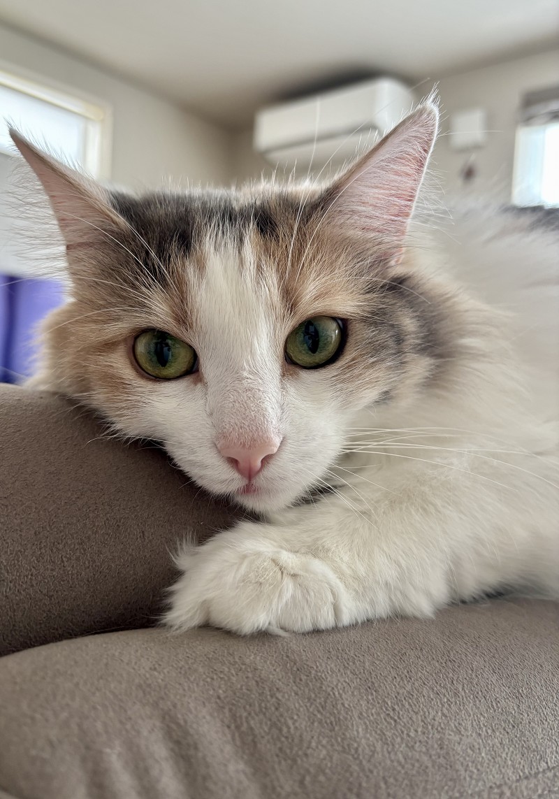 ノルウェージャンフォレストキャット 猫 可愛い仕草