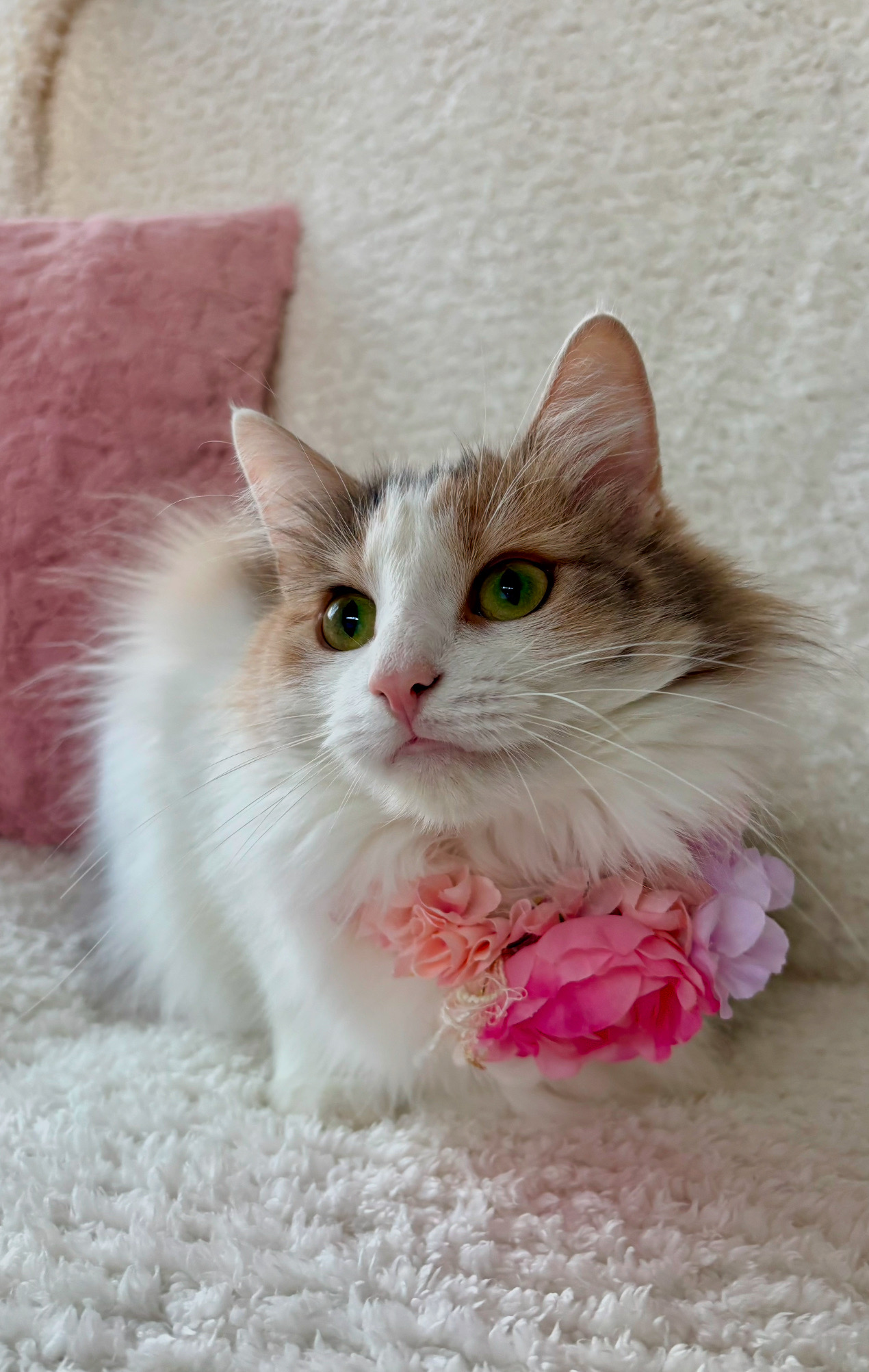 ノルウェージャンフォレストキャット 子猫 日常