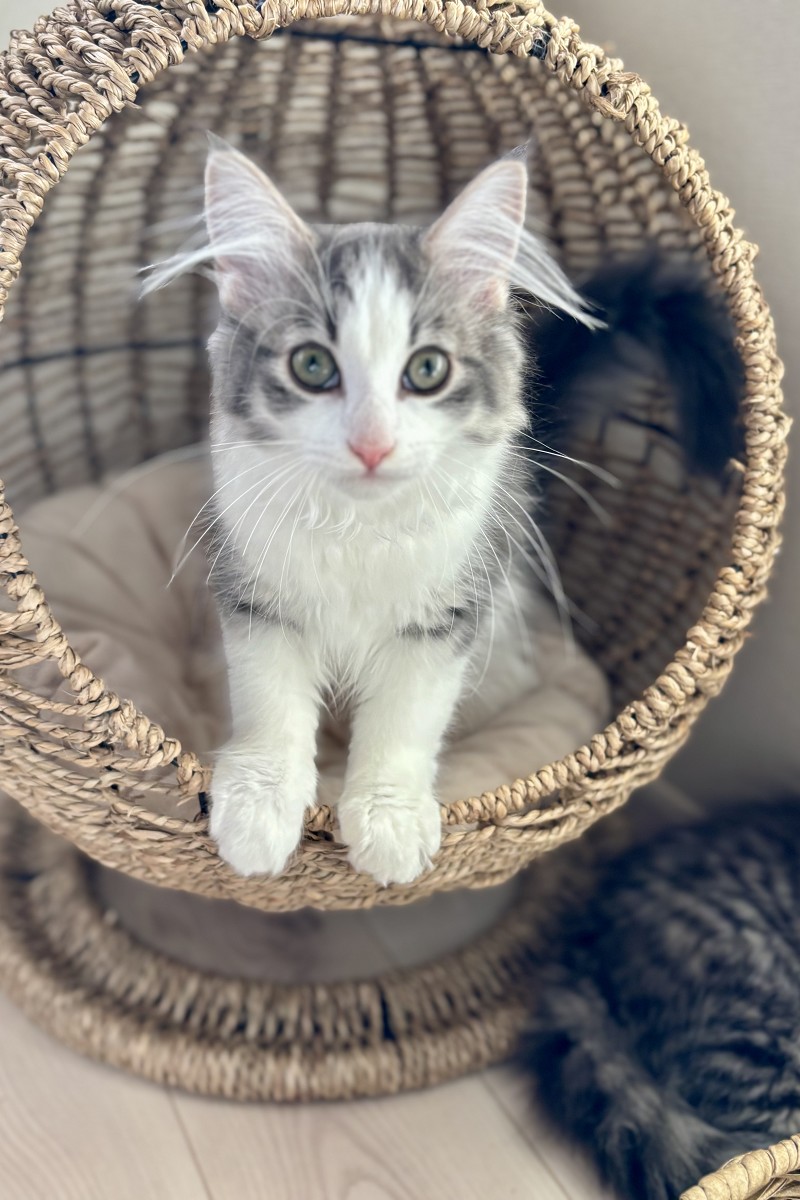 ノルウェージャンフォレストキャット 美人