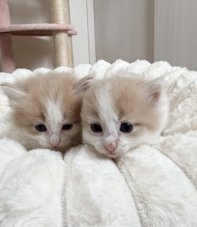 ノルウェージャンフォレストキャット 子猫 可愛い仕草