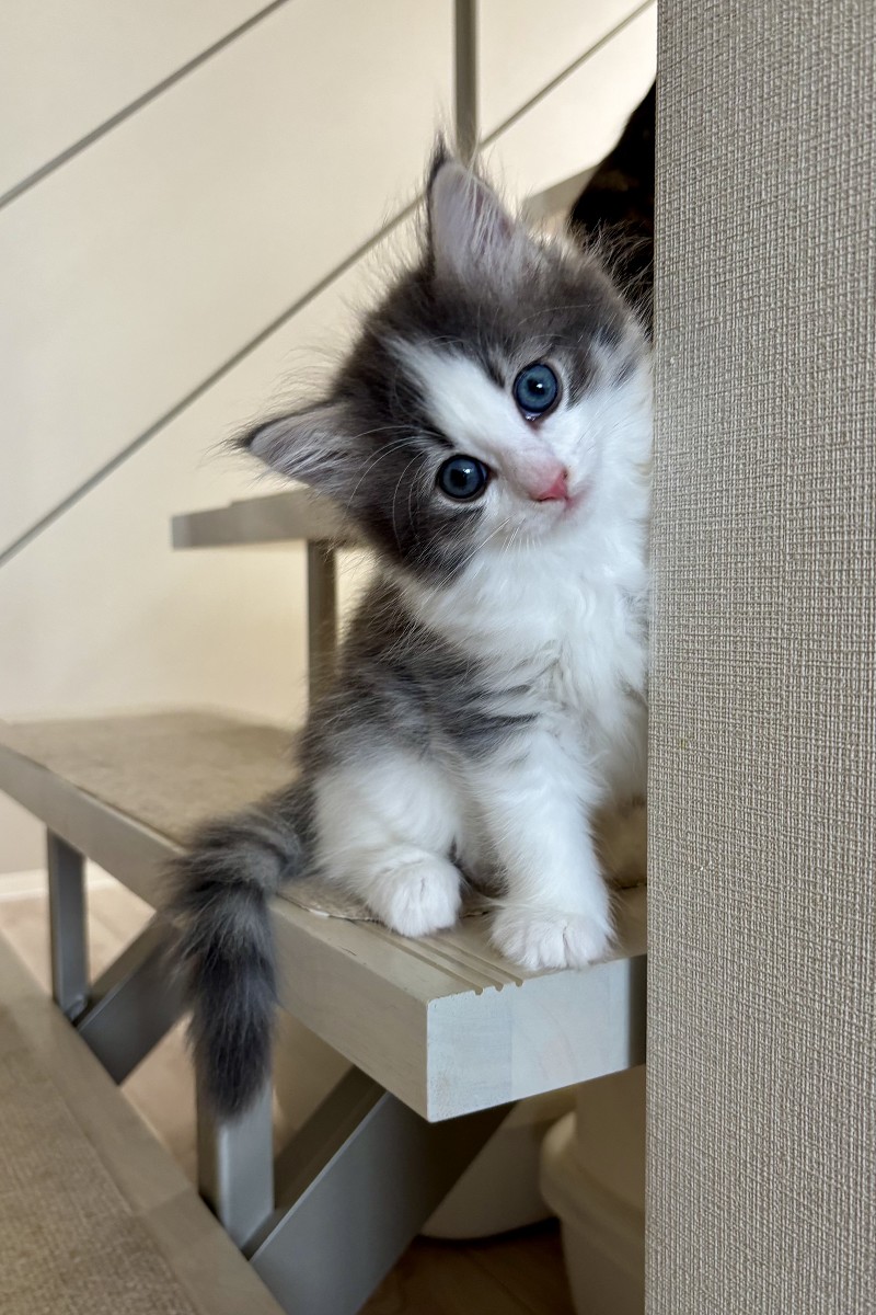 ノルウェージャンフォレストキャット 子猫 日常