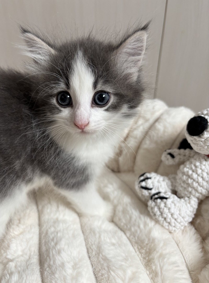 ノルウェージャンフォレストキャット 子猫 かわいい