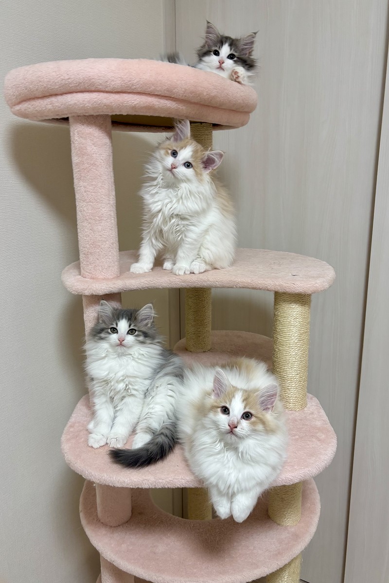 ノルウェージャンフォレストキャット かご猫