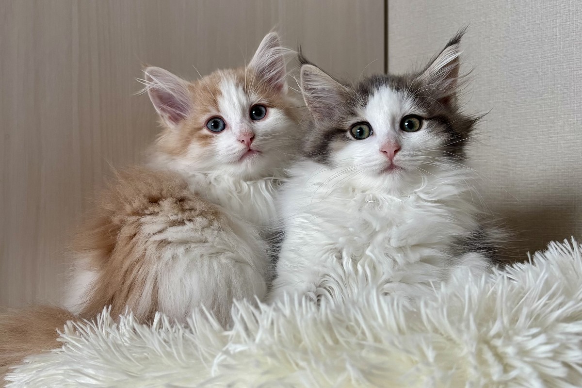 ノルウェージャンフォレストキャット 子猫 可愛い仕草